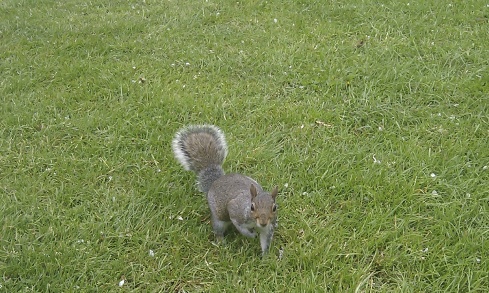 Regent's Park Squirrel